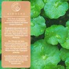 QIDOSHA Gotu Kola 60:1 Extract, with 40% Total Asian Cosides