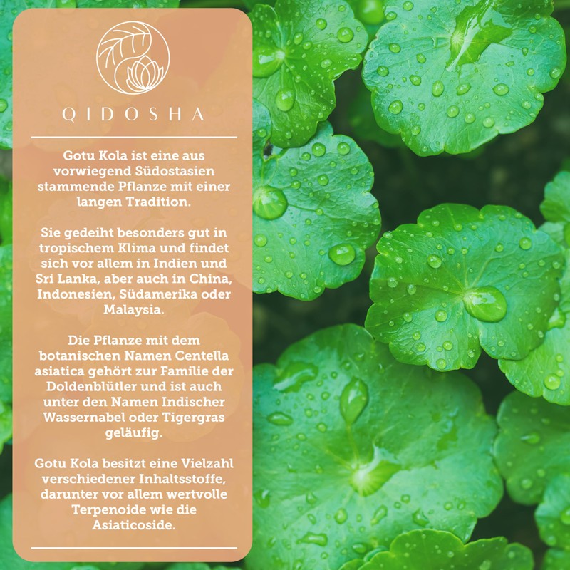 QIDOSHA Gotu Kola 60:1 Extract, with 40% Total Asian Cosides