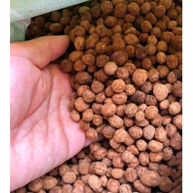 50 Seeds Bayberry Seeds, Chinese Bayberry Delicious Fruits, Myrica Fragrant Leaves by SeedsTop