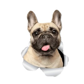 French Bulldog Sticker 15 cm (5.9 Inch) French Bulldog 3D Ripped Sticker French Bulldog Waterproof Reflective Sticker Pet Dog Funny Laptop Sticker Decor