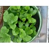 Cantaloupe Melon Garden Seeds -2 Packets @ 50 Seeds Total