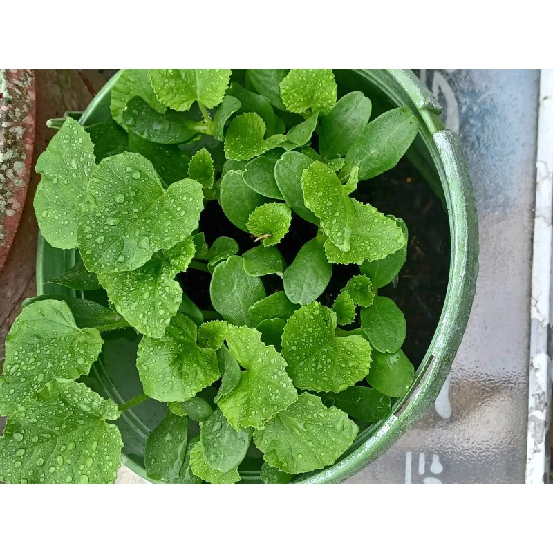 Cantaloupe Melon Garden Seeds -2 Packets @ 50 Seeds Total