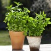 Outsidepride Lemon Basil - 5000 Seeds