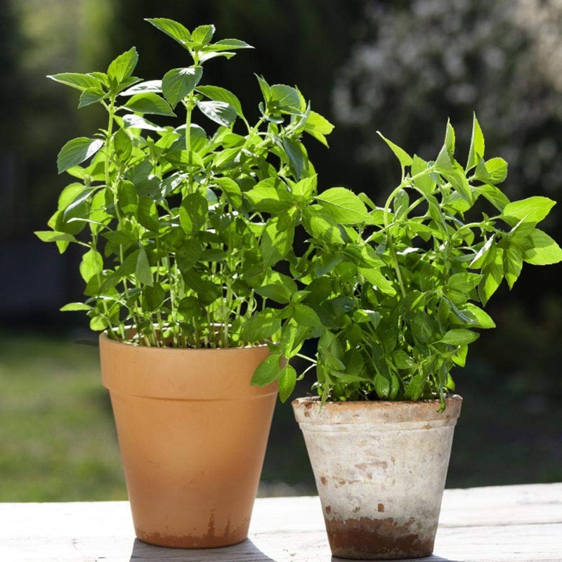 Outsidepride Lemon Basil - 5000 Seeds