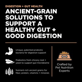 GO! SOLUTIONS Digestion + Gut Health Salmon Recipe with Ancient Grains for Cats, 3 lb Bag - Dry Cat Food for Indoor and Outdoor Cats of All Life Stages - Including Seniors