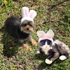 Cat Bunny Rabbit Ears Hat Costumes, Rabbit Ears for Dogs