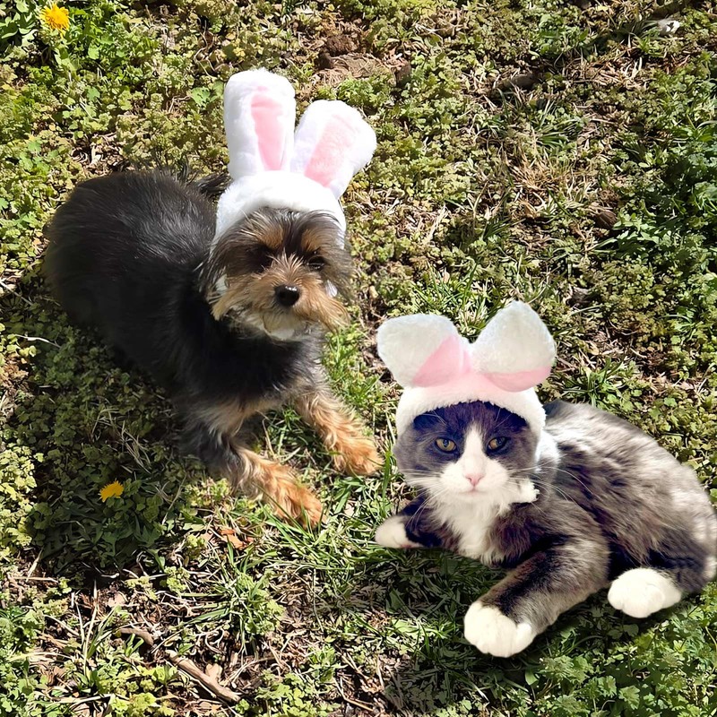 Cat Bunny Rabbit Ears Hat Costumes, Rabbit Ears for Dogs