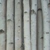 Four Thick White Birch Poles 4 ft