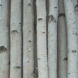 Four Thick White Birch Poles 4 ft