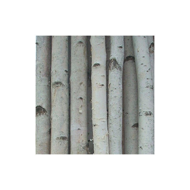 Four Thick White Birch Poles 4 ft