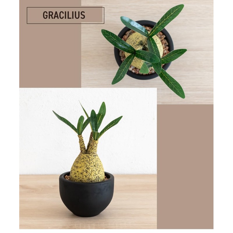 Fake Green Glacilis Codex Eklia Greenery Life Deodorizing Artificial Green