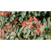 Photinia Red Tip | 2 Extra Large 3 Gallon Plants