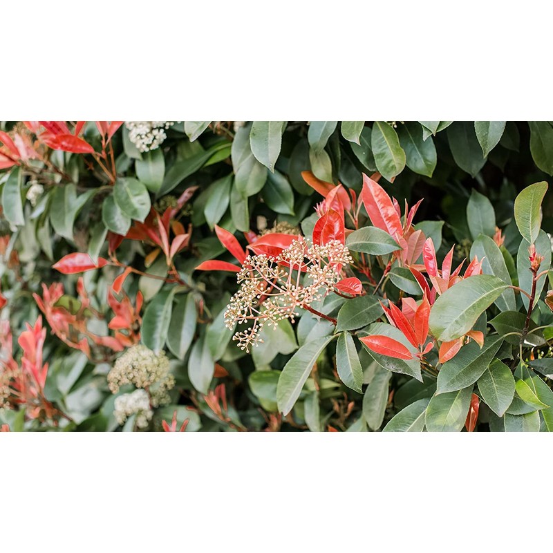 Photinia Red Tip | 2 Extra Large 3 Gallon Plants