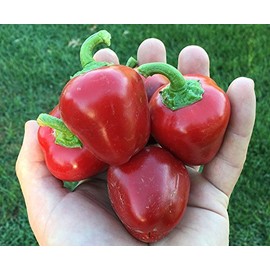Pimento L Pimiento Cherry Stuffing Heirloom Pepper Premium Seed Packet + More