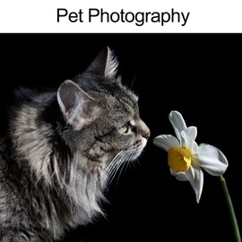 Selens 200x100cm Black Photography Backdrop Background Velvet Screen Fabric Wrinkle Resistance 6.6x3.3ft for Photo Studio Portrait Product Props Pet Webcast Backdrop Stand Frame Shooting Washable