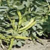 Mr Fothergill's 15538 Vegetable Seeds, Broad Bean The Sutton (Dwarf), White