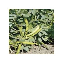 Mr Fothergill's 15538 Vegetable Seeds, Broad Bean The Sutton (Dwarf), White