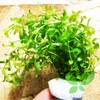 Planterest – Micranthemum Micranthemoides Pearweed Bunch Carpet Live Aquarium Plant
