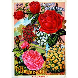 A SLICE IN TIME 1899 G. Drobisch Cottage Rose Vintage Flowers Seed Packet Advertisement Poster