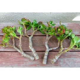 One pc 7" to 8" Cutting Red-Tip Money Jade Succulent Cactus S0105