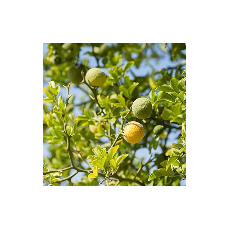 NEAL'S YARD REMEDIES Essential Oil Bergamot Organic 0.1 fl oz