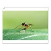 Media Storehouse Parasitic Wasp - Laying egg in hoverfly larva, UK Print SPH-2669 - Print 10"x8" (25x20cm) (5294585)