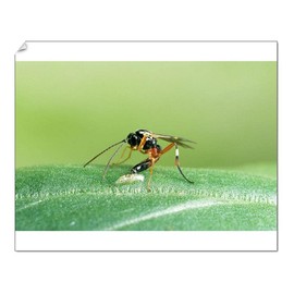 Media Storehouse Parasitic Wasp - Laying egg in hoverfly larva, UK Print SPH-2669 - Print 10"x8" (25x20cm) (5294585)