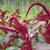 Hopi Red Dye Amaranth Seeds (Amaranthus cruentus x A. powellii)