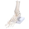 PicoLab Foot Skeleton Model, Foot Bone Model, Foot and Left