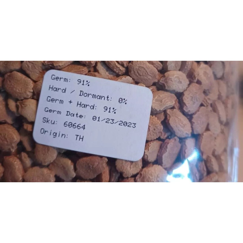 kitazawa 15+ Bitter Gourd seeds Bitter melon Seeds-Tai Gue- Asian
