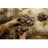 KIRA SEEDS - Oyster Mushrooms Spores - Heirloom Vegetable -