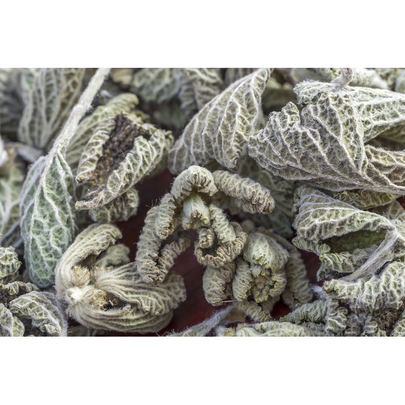 Health Embassy White Horehound Herb (Marrubium L. - Marrubium Vulgare