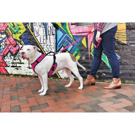 PetSafe Sure-Fit Harness – Five Point Adjustable Dog Harness – from The Makers of The Easy Walk Harness – Large, Red