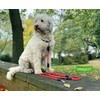 Leisegrün Dog Lead 3 m Adjustable for Large and Medium