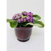 Novelty African Violet 4" with Ceramic Pot Best Blooming Plant
