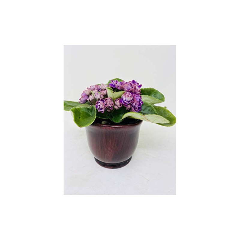 Novelty African Violet 4" with Ceramic Pot Best Blooming Plant