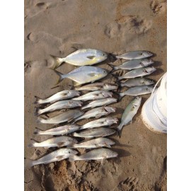 RignFish Custom Hand Tied Rigs Hi-Low Double Drop Fishing Rigs (No Hooks) Pompano Whiting Snappers Croakers Etc - 30Lb Fluorocarbon, 25 Rigs