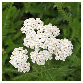 Everwilde Farms - 1 Lb Western Yarrow Native Wildflower Seeds - Gold Vault
