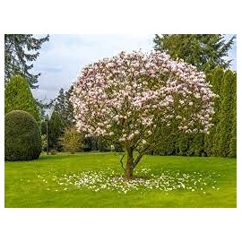 Magnolia Fragrance Oil 8 oz Bottle Premium Grade for Candle and Soap Making by Midway Mercantile