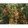 New and Healthy Longan Dimocarpus - Dragon Eye - Diamond