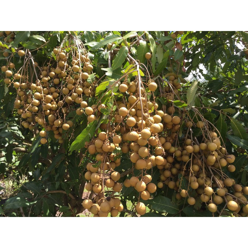 New and Healthy Longan Dimocarpus - Dragon Eye - Diamond