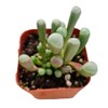 FOLIAGEMS Live Succulent Plants from USKC (2"Pot Fenestraria Baby Toes)