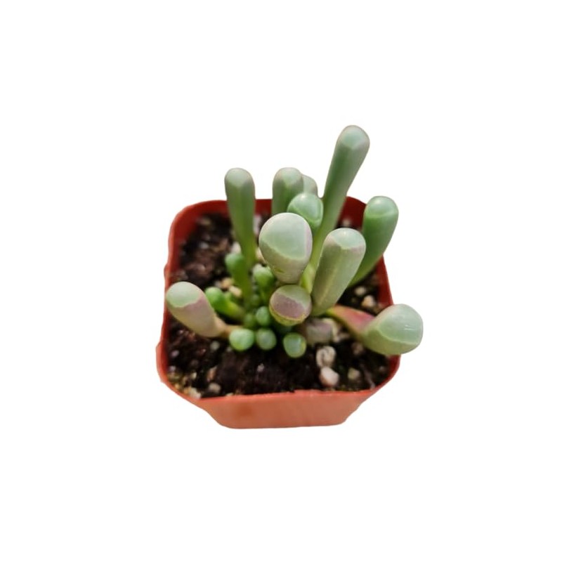 FOLIAGEMS Live Succulent Plants from USKC (2"Pot Fenestraria Baby Toes)