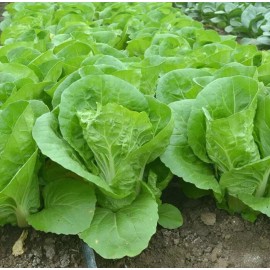 500+Chinese Cabbage seeds Pak Choi Kuai Cai Fast Grow Cabbage USA