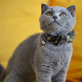Cat Collar Breakaway with Bell and Bow Tie, Camouflage Design Adjustable Safety Kitty Kitten Collars(6.8''-10.8'') (Camouflage)