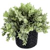 MyGift Artificial Plant Eucalyptus Boxwood in Modern Black Concrete Pot