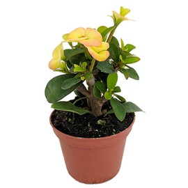 indoorbonsaiandexotics yellow crown of thorns in 5inch pot