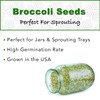 1 lb Broccoli Sprouting Seeds - Perfect for Sprouting &