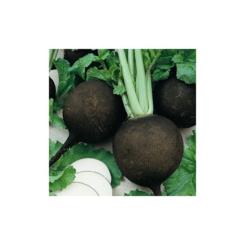 Everwilde Farms - 1/4 Lb Black Spanish Round Radish Seeds