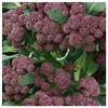 Everwilde Farms - 1 Lb Purple Sprouting Broccoli Seeds -